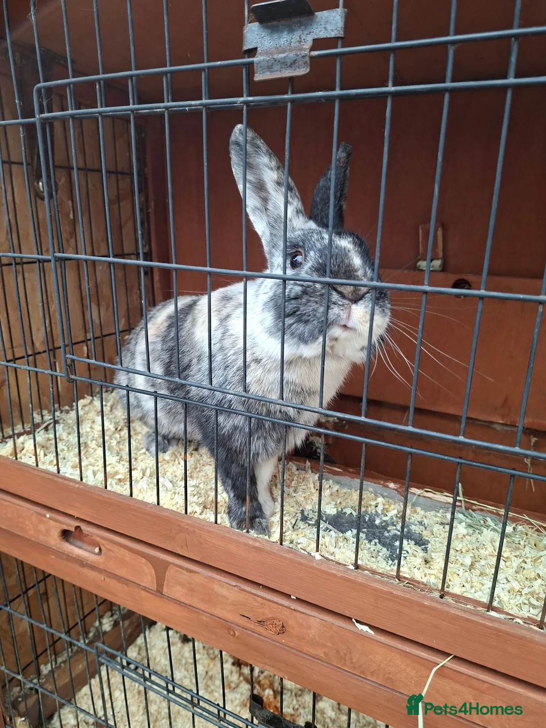Harlequin rabbits for sale: Male Harlequin 2 years in Scunthorpe - Advert 5