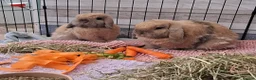 Guinea Pig rodents for sale: Small animal boarding services  - Advert 9