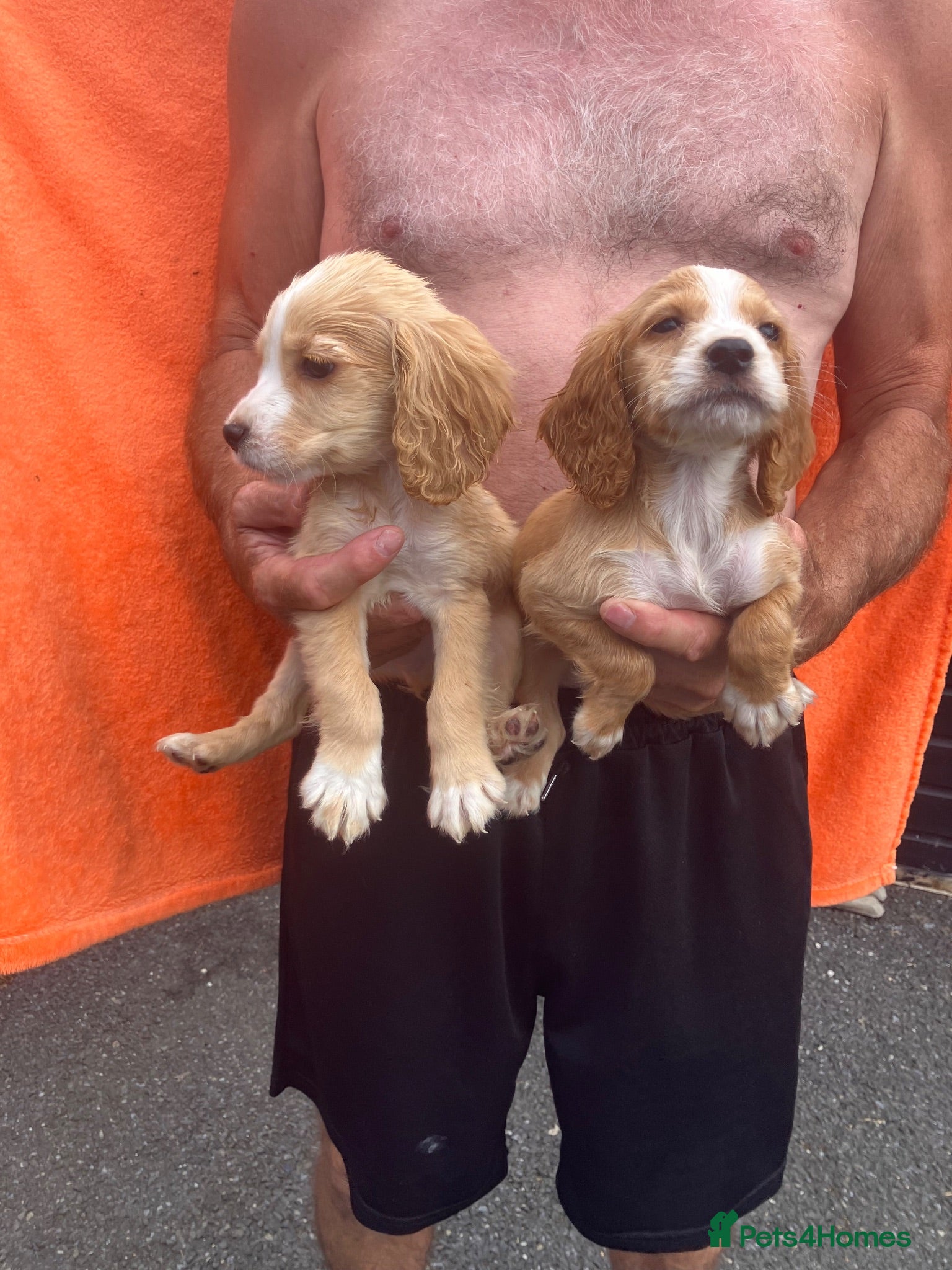 Cocker Spaniel dogs Cocker spaniel puppies 4 boys & 4 girls  - Advert 1