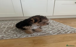 Morkie dogs for sale: Beautiful morkie looking for his new home  - Image 5