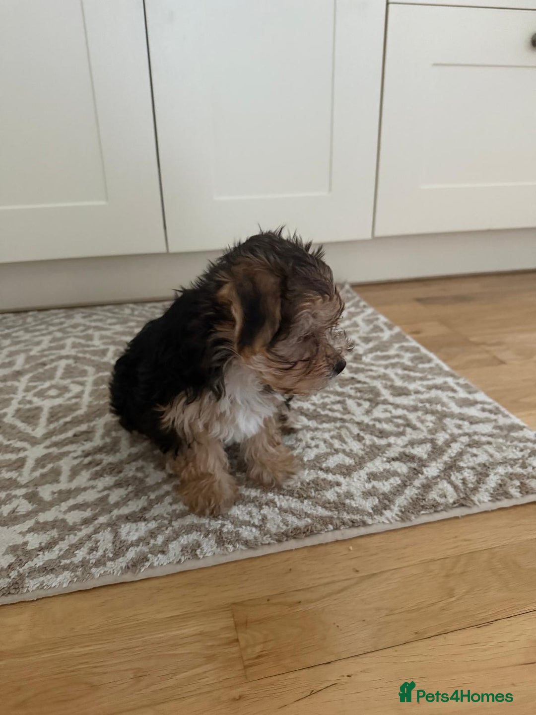 Morkie dogs for sale: Beautiful morkie looking for his new home  - Image 5