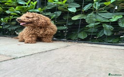 Cockapoo dogs for sale: TOY Cockapoo/ SHOW type F1 / License - Image 28