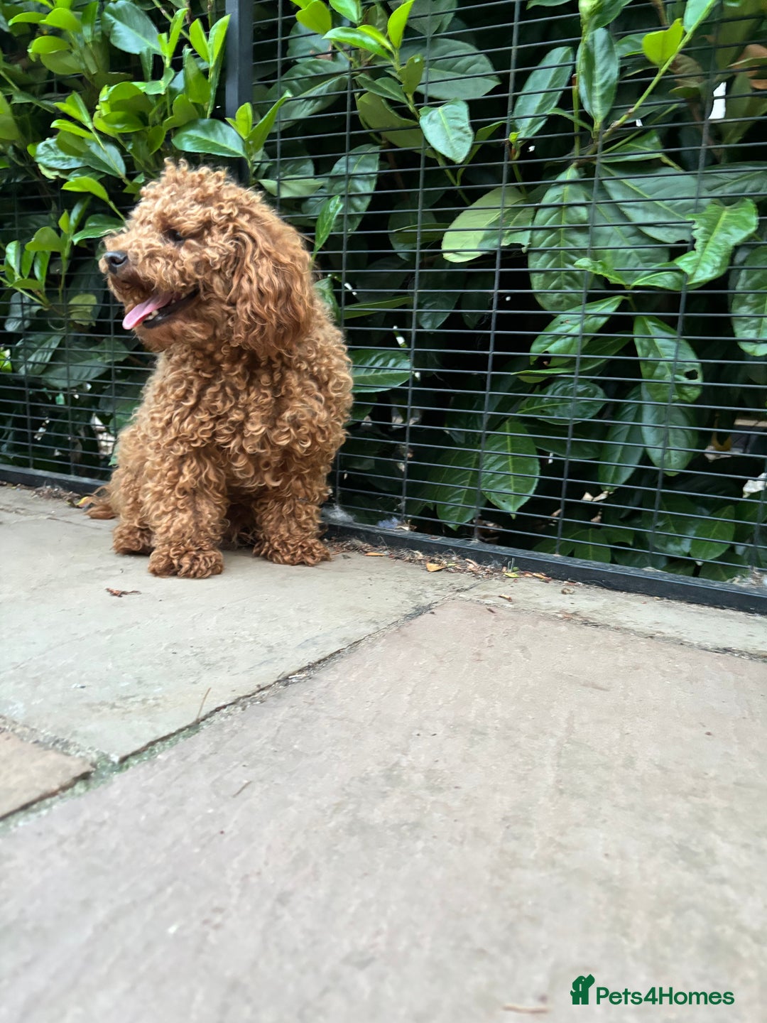Cockapoo dogs for sale: TOY Cockapoo/ SHOW type F1 / License - Image 28