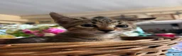 Savannah cats for sale: SavannahX GORGEOUS kittens  - Advert 13