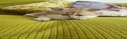 British Longhair cats for sale: Pure Bread British Longhair and Shorthair kittens - Advert 11