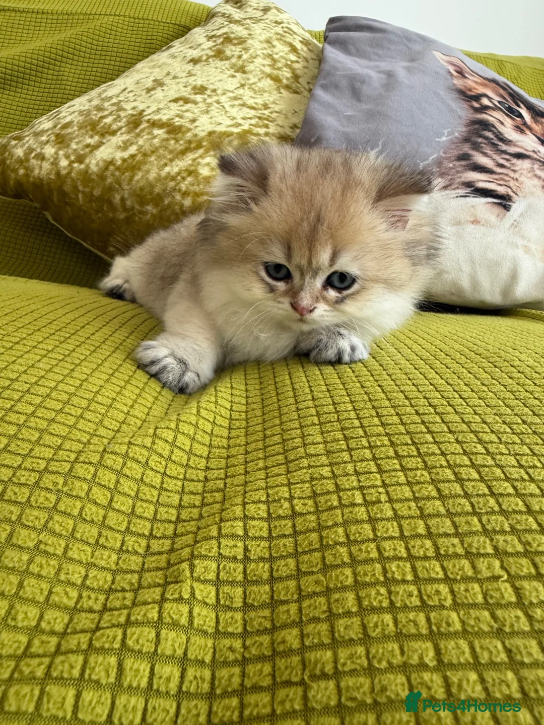 British Longhair cats for sale: Pure Bread British Longhair and Shorthair kittens - Advert 11