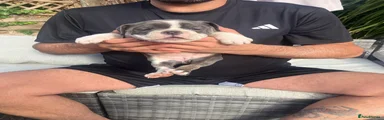 Blue & White Olde English Bulldogge 5