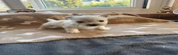 West Highland Terrier dogs for sale: West highland terriers - Advert 17