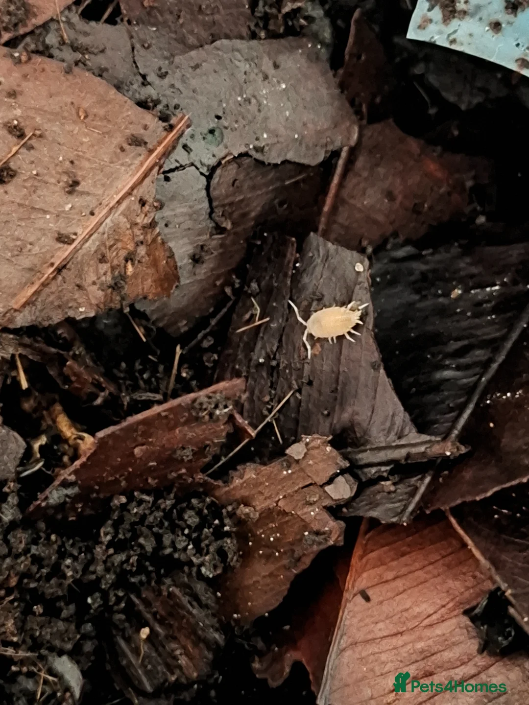 Isopods invertebrates for sale: Mixed isopods, mixed varieties. - Advert 3