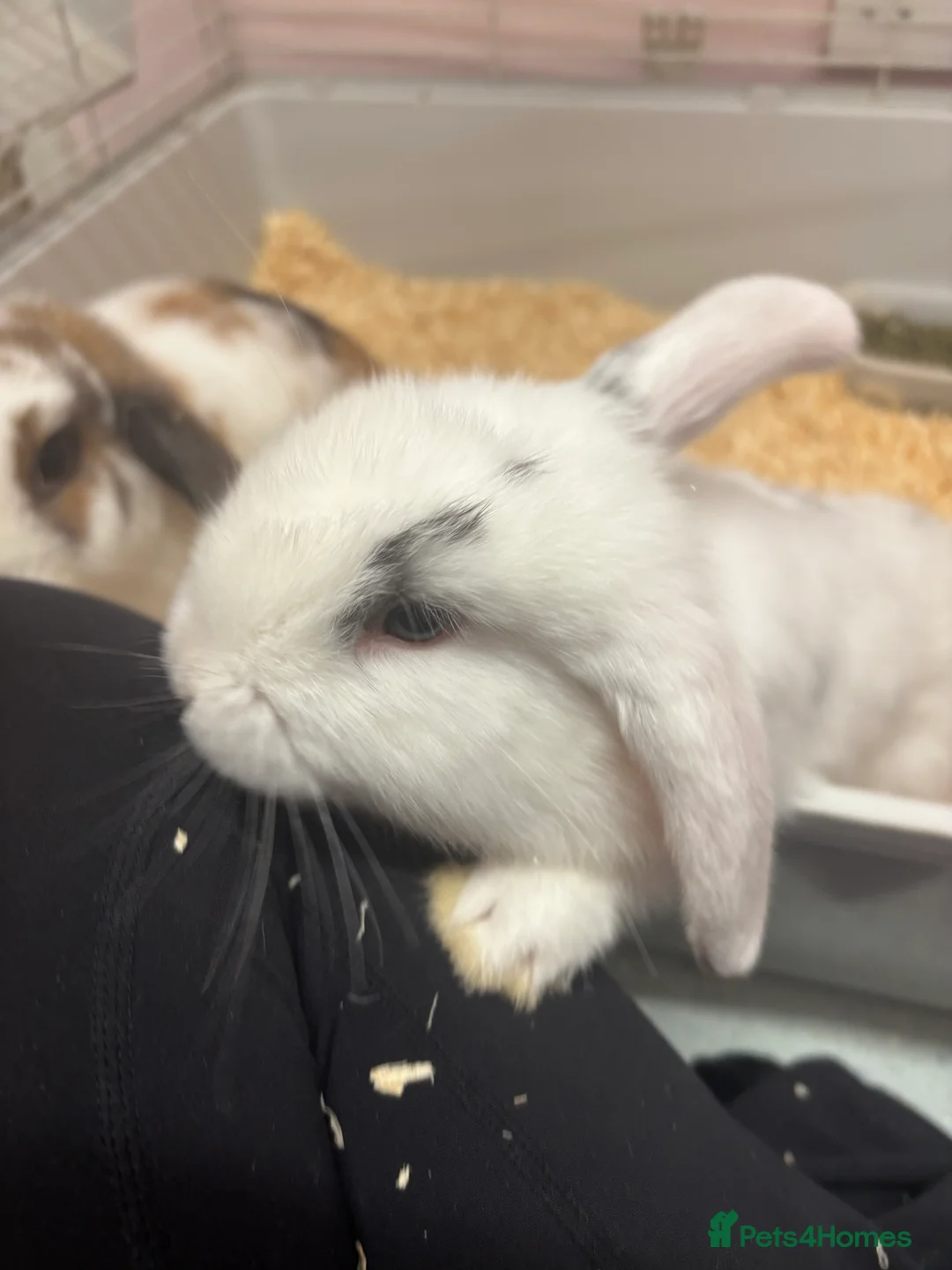 Mini Lop rabbits for sale: Mini lops - Advert 1