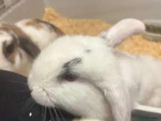 Mini Lop rabbits Mini lops - Advert 2