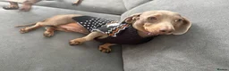 Miniature Dachshund dogs for sale: Miniature dachshund  - Advert 2