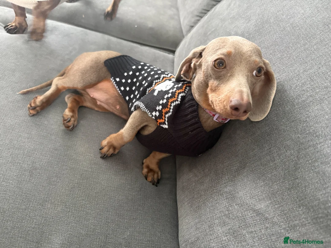 Miniature Dachshund dogs for sale: Miniature dachshund  - Advert 2