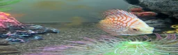 Discus fish for sale: Discus for sale - Advert 4