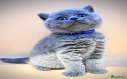 British Shorthair cats for sale: Gorgeous little bundles of joy!  - Advert 5