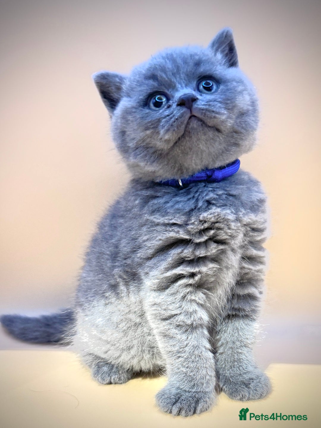British Shorthair cats for sale: Gorgeous little bundles of joy!  - Advert 5