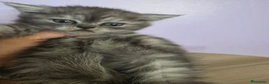 Scottish Fold 3