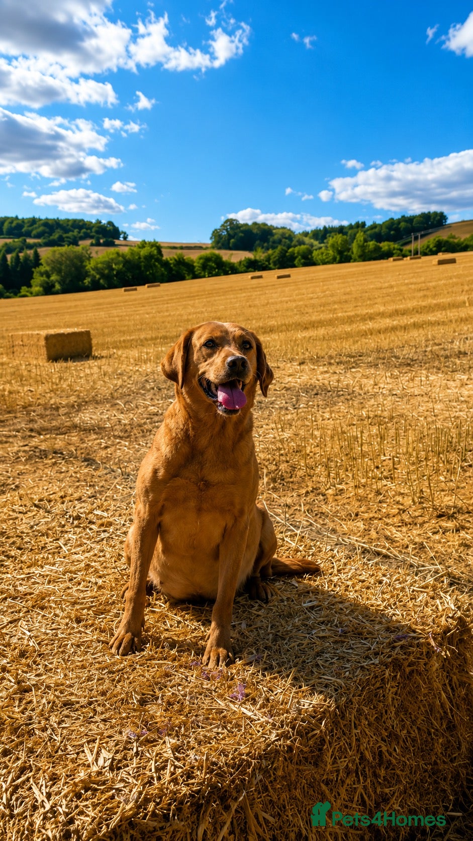 Labrador Retriever dogs Stunning Labrador Puppies For Sale 🐾  - Advert 1