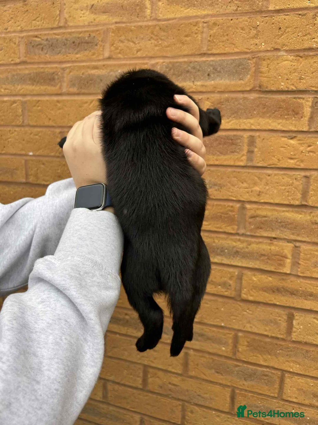 Labrador Retriever dogs for sale: 4 Black Chunky Males - Advert 7