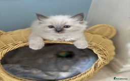 Ragdoll cats for sale:  gccf blue mitted girl champion lines 1 left  - Image 15