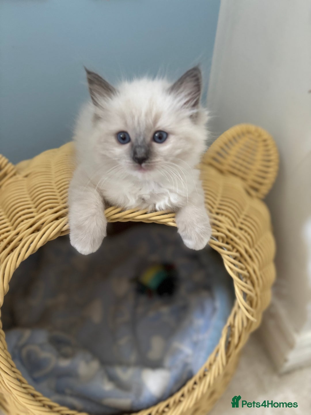 Ragdoll cats for sale:  gccf blue mitted girl champion lines 1 left  - Image 15