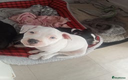 Staffordshire Bull Terrier dogs for sale: ‼️ReadyForCollection‼️Blue Staffie Puppies  in Tipton - Image 22