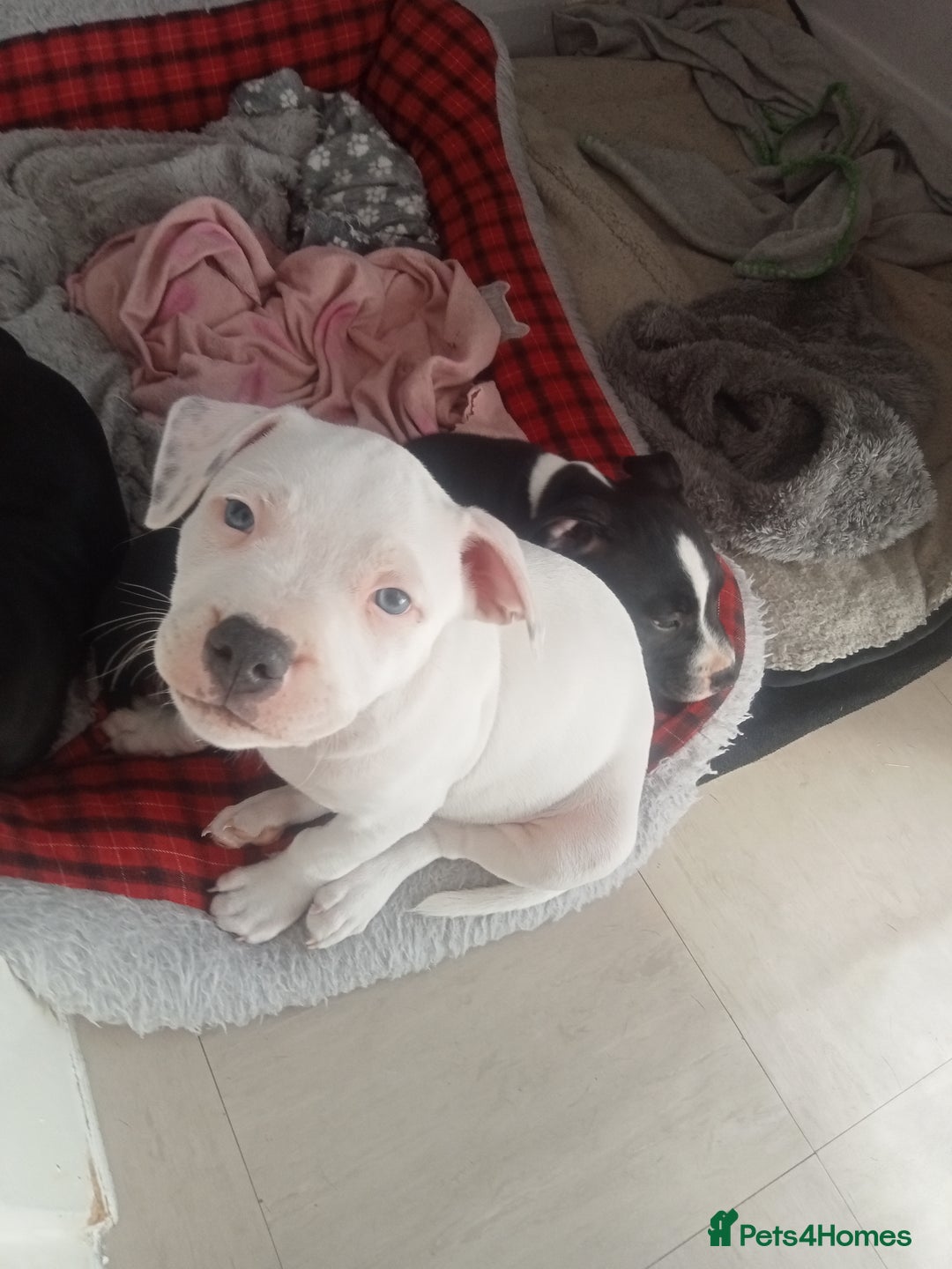 Staffordshire Bull Terrier dogs for sale: ‼️ReadyForCollection‼️Blue Staffie Puppies  in Tipton - Image 22