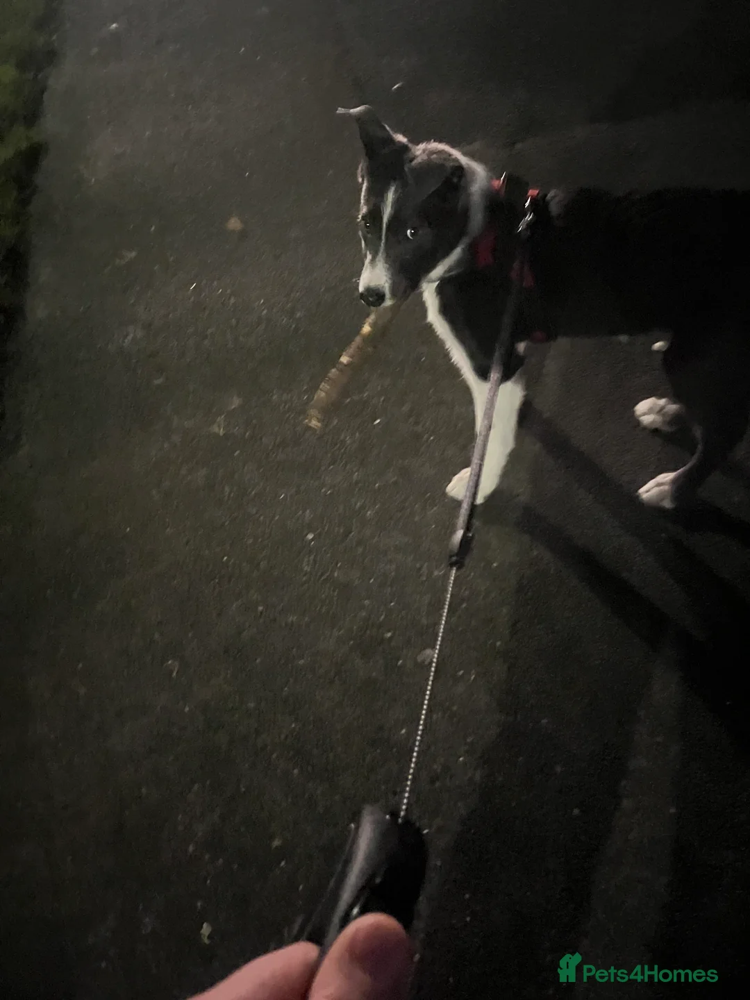 Border Collie dogs for sale: Blue Border collie - Advert 3