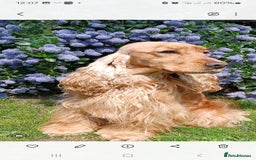 Cocker Spaniel dogs for sale: SHOW COCKER SPANIEL GOLDEN BOY/ DNA TESTED PARENTS - Image 8