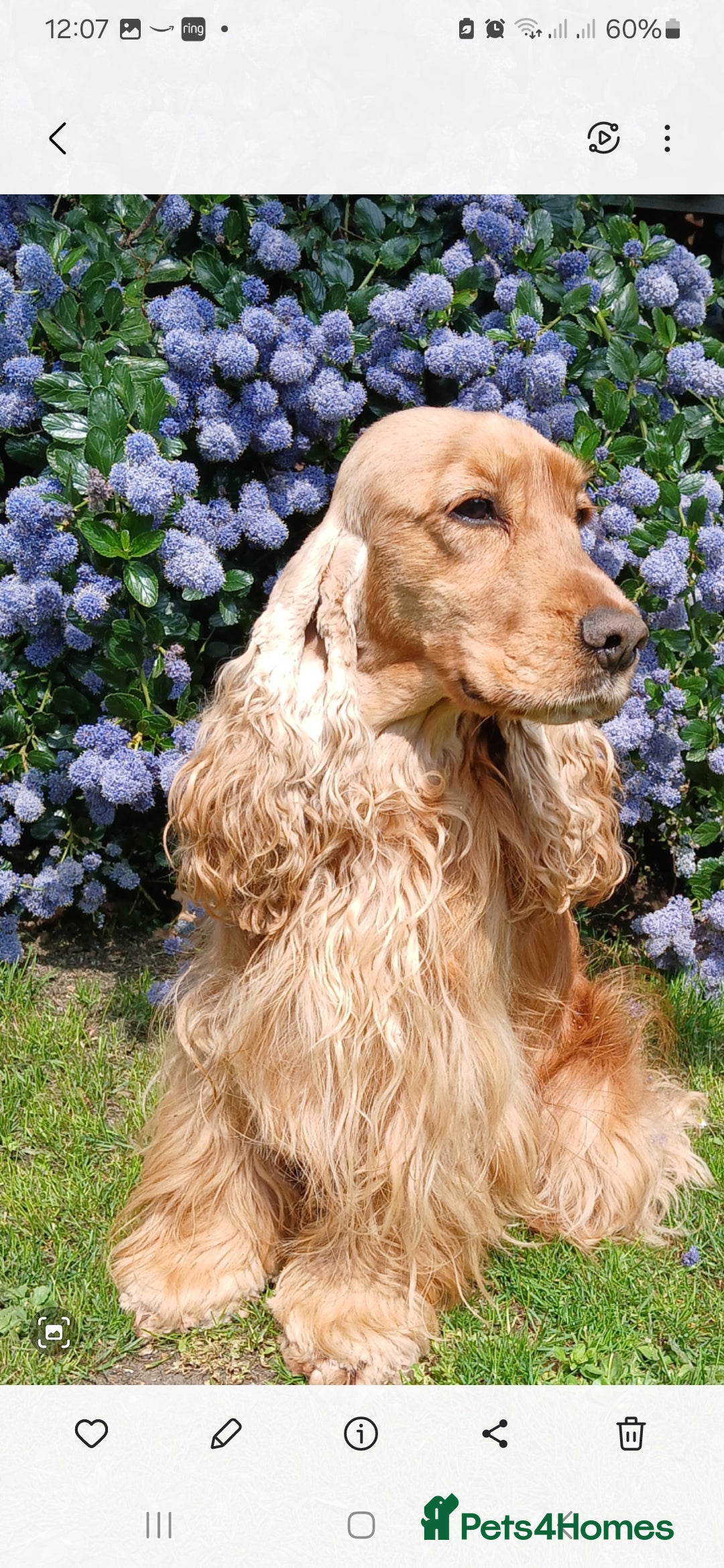 Cocker Spaniel dogs for sale: SHOW COCKER SPANIEL GOLDEN BOY/ DNA TESTED PARENTS - Image 8