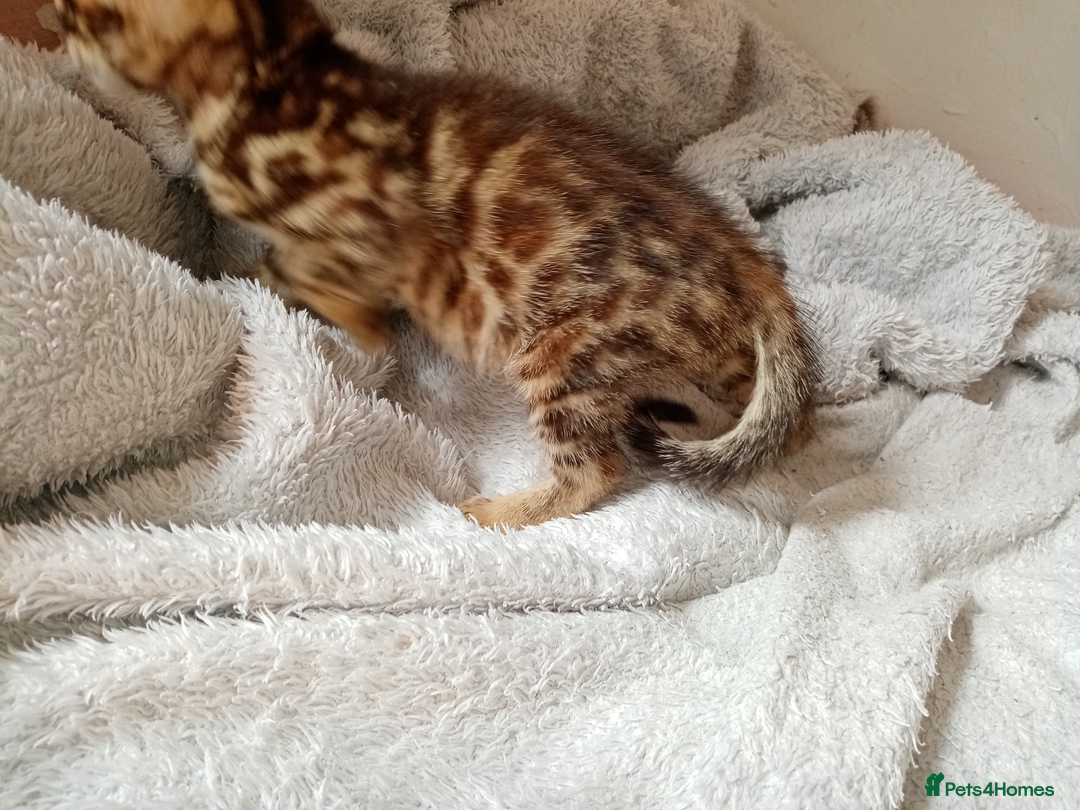 Mixed Breed cats for sale: Lovely Ginger and Rosetted Kittens - Image 7