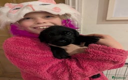 Mixed Breed dogs for sale: Stunning Puppies Ready to go 10 November - Image 13