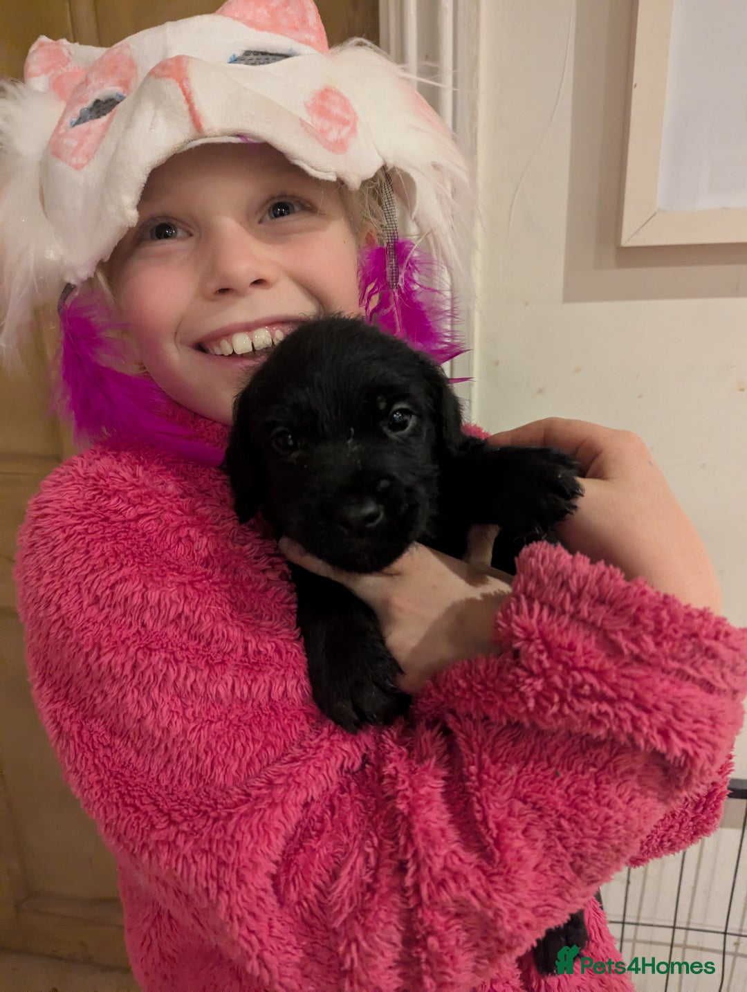 Mixed Breed dogs for sale: Stunning Puppies Ready to go 10 November - Image 13