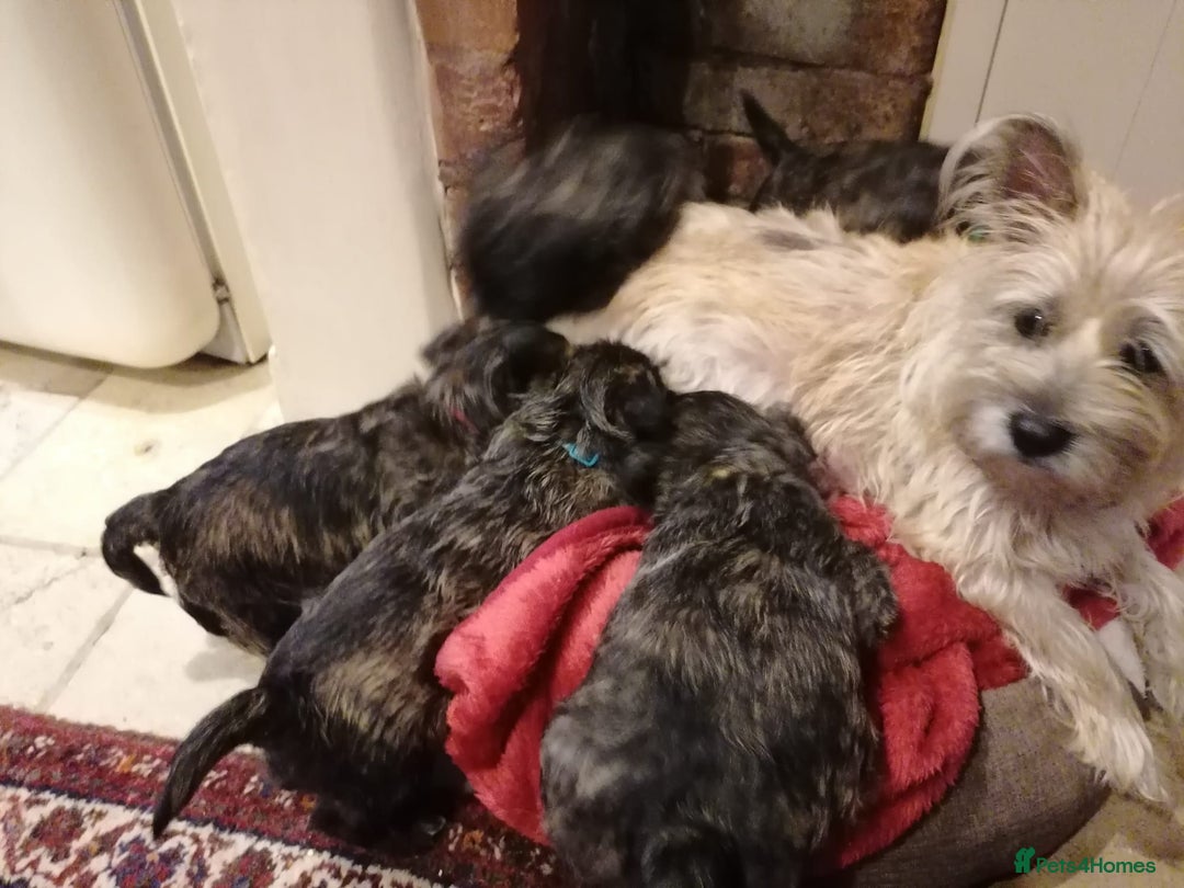 West Highland Terrier dogs for sale: Wairns: Westie/Cairn Pups - Image 11