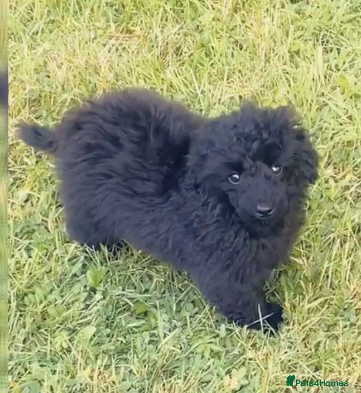 Toy Poodle dogs Stunning Black Toy poodle full kc  - Advert 1