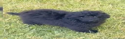 Toy Poodle dogs for sale: Stunning Black Toy poodle full kc  - Advert 1