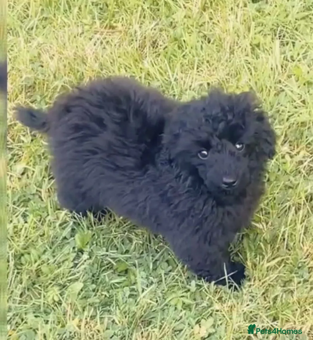 Toy Poodle dogs for sale: Stunning Black Toy poodle full kc  - Advert 1