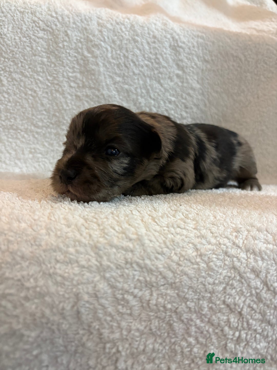 Yorkshire Terrier dogs for sale: Yorkshire terrier, terrier cross puppies - Advert 14