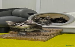 Maine Coon cats for sale: Giants TICA and GCCF Maine Coon registered  - Image 3