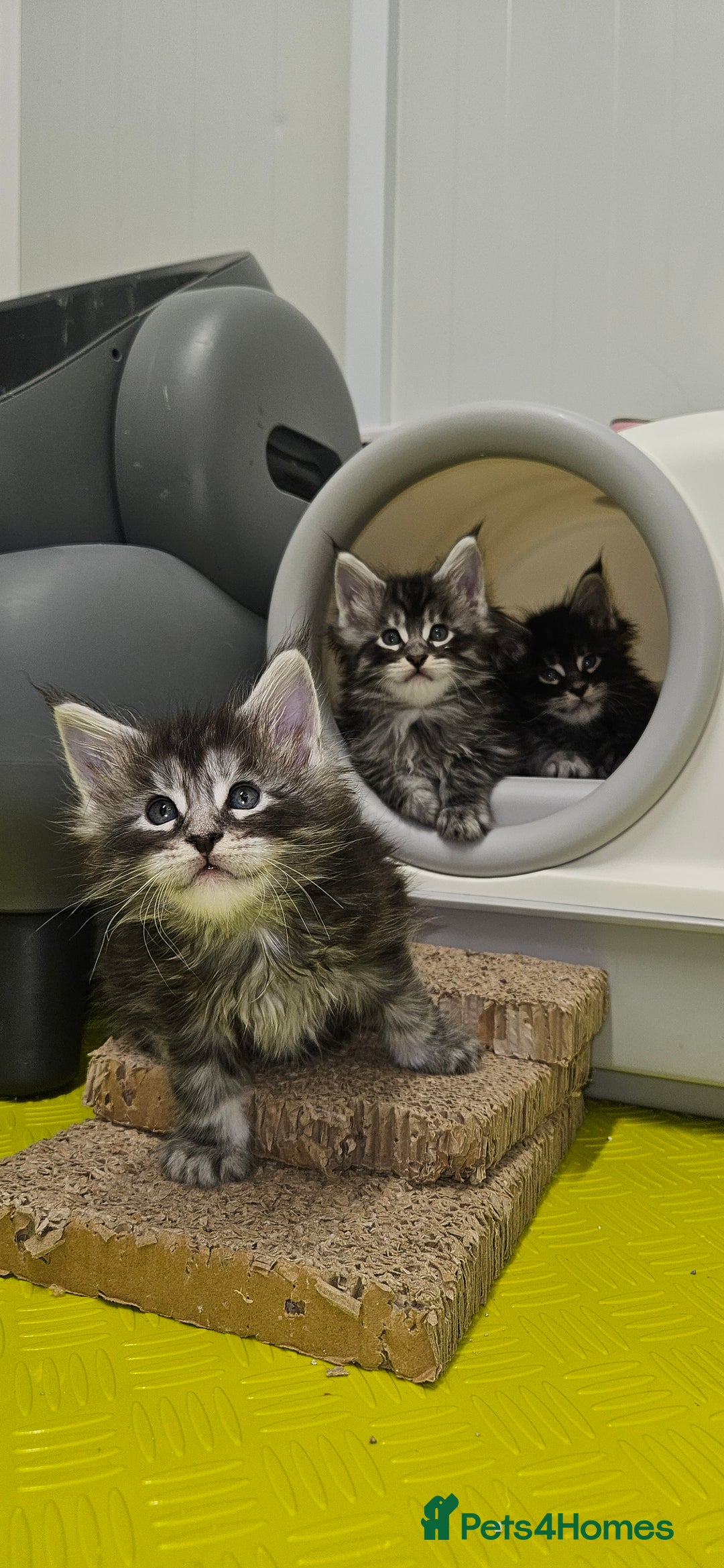 Maine Coon cats for sale: Giants TICA and GCCF Maine Coon registered  - Image 3