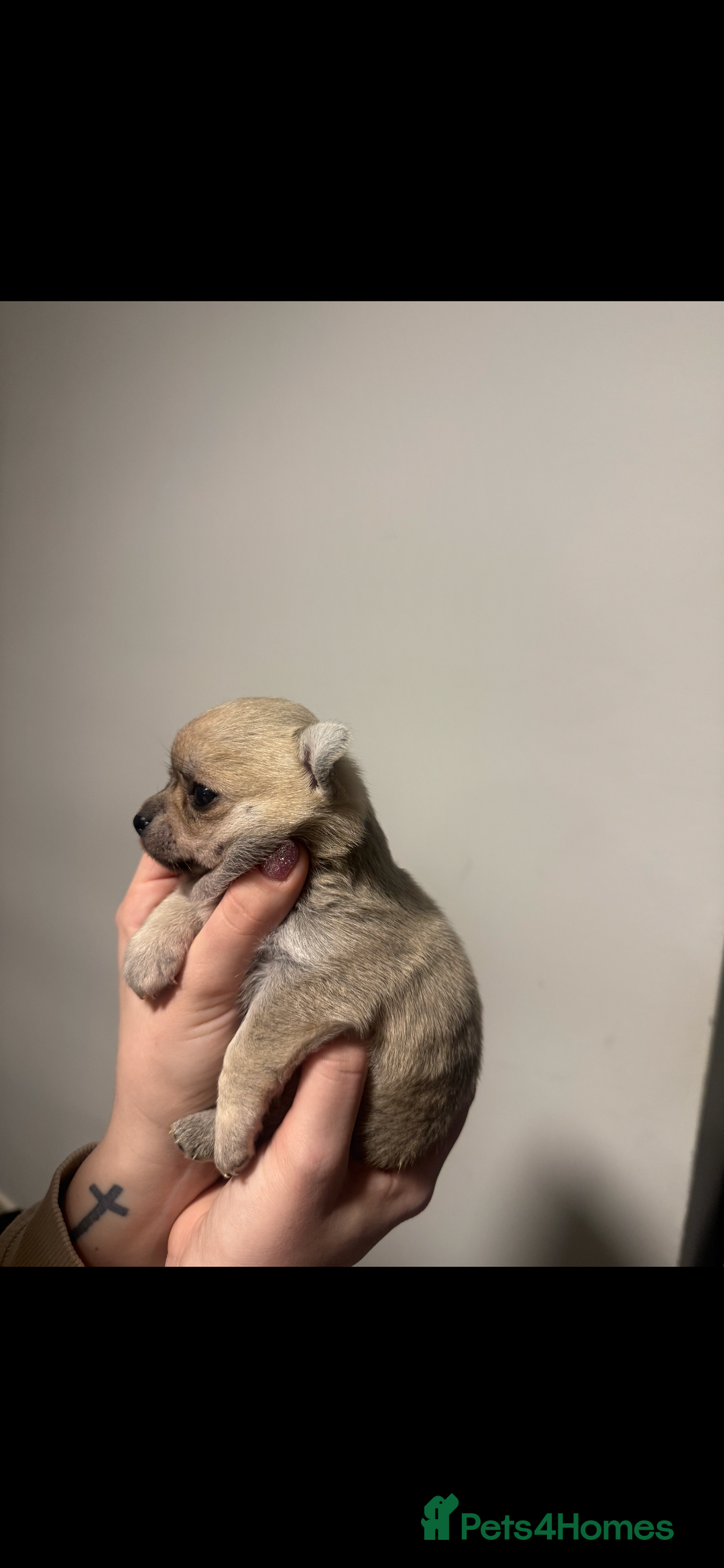 Chihuahua dogs for sale: Tiny chihuahua  - Advert 4