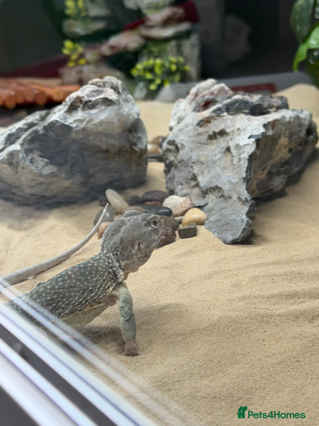 Lizard reptiles for sale: Male eastern collared lizard crotaphytus collaris  in Aberdeen - Advert 5