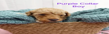 Mini Goldendoodle Puppy 2