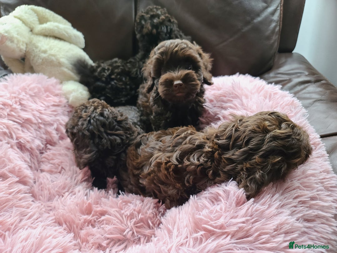 Cavapoo dogs for sale: Chocolate F1B Cavapoos. Health Tested.  - Image 27