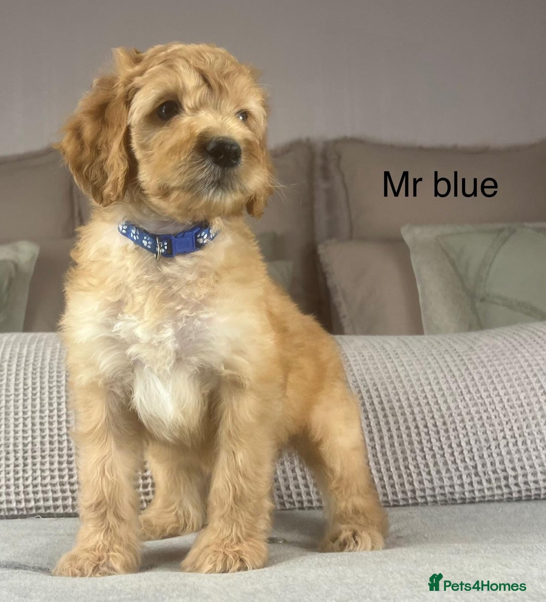 Irish Doodle dogs for sale: The perfect Doodle - Advert 38