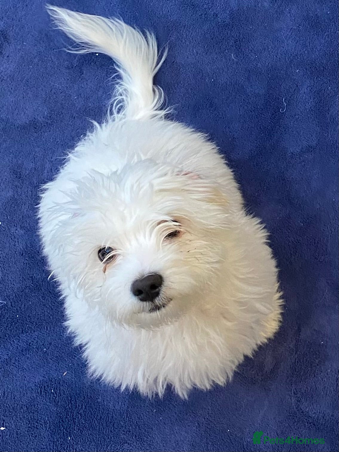 Benji