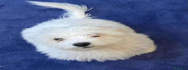 Benji