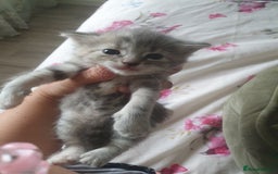 Mixed Breed cats for sale: Miss sijanda  - Image 14