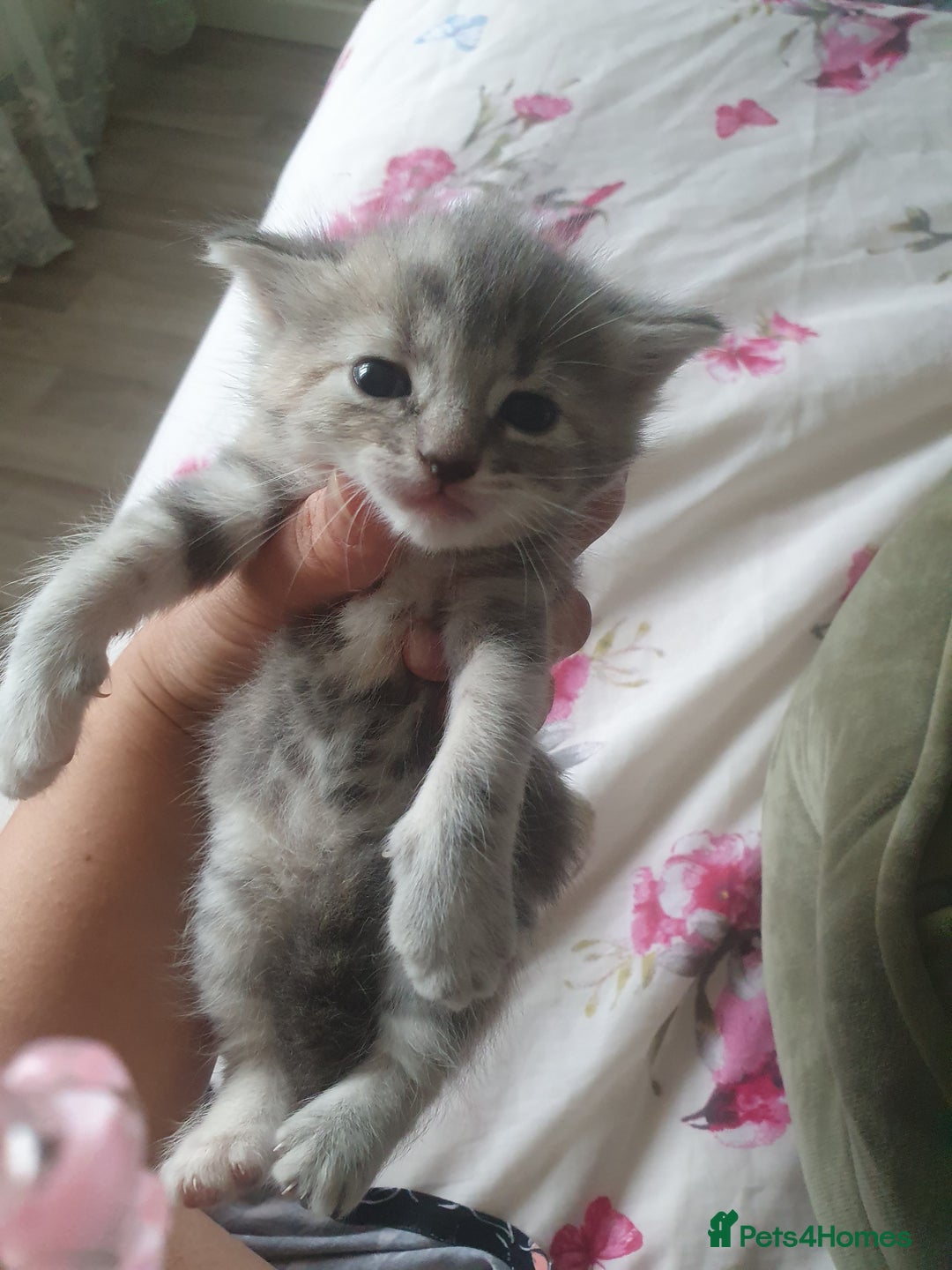 Mixed Breed cats for sale: Miss sijanda  - Image 14