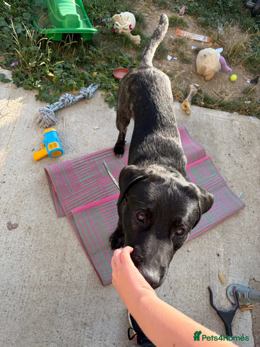 Mixed Breed dogs for sale: Dog for sale  in Whitstable - Advert 2